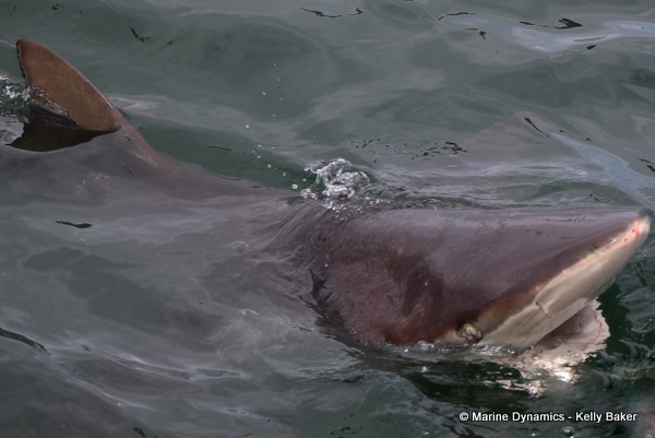 Bronze whaler shark jaw open, South Africa